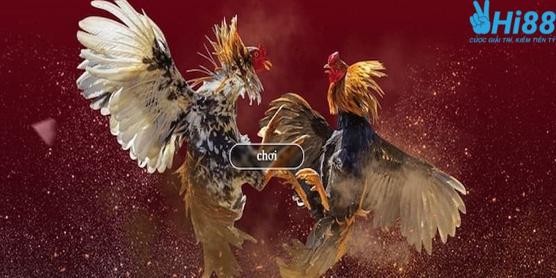 Cách xem đá gà online trên điện thoại và cá độ tại Hi88